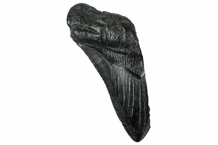 Partial, Fossil Megalodon Tooth - South Carolina #327722